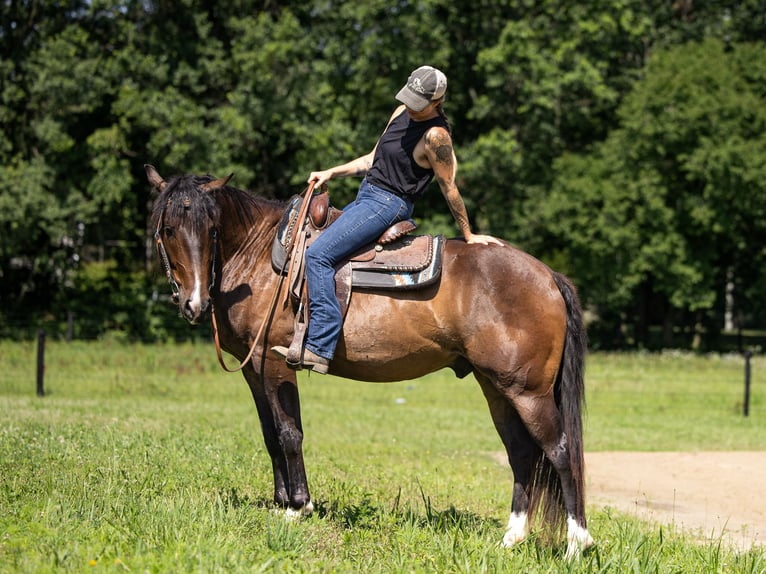 Azteca Caballo castrado 4 años Castaño rojizo in Michigan City