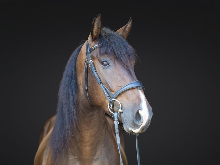 Azteca Caballo castrado 4 años Castaño rojizo in Michigan City
