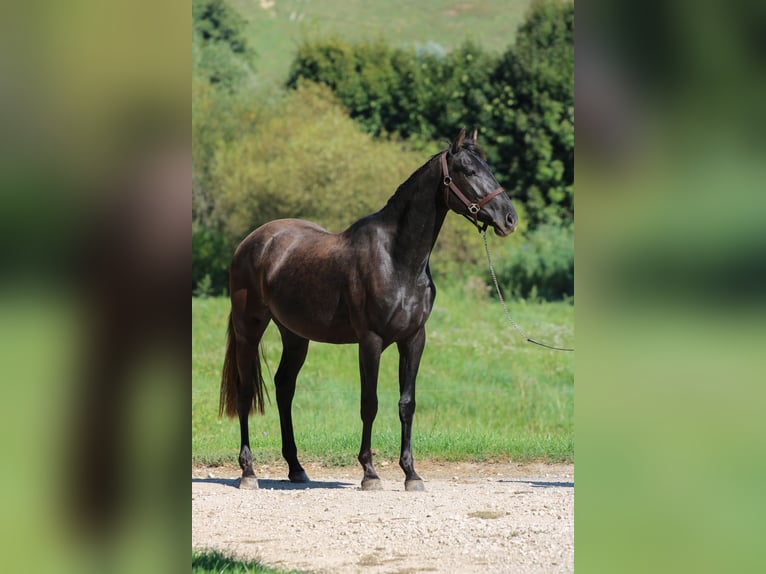 Azteca Caballo castrado 5 años 154 cm Negro in Kisbér