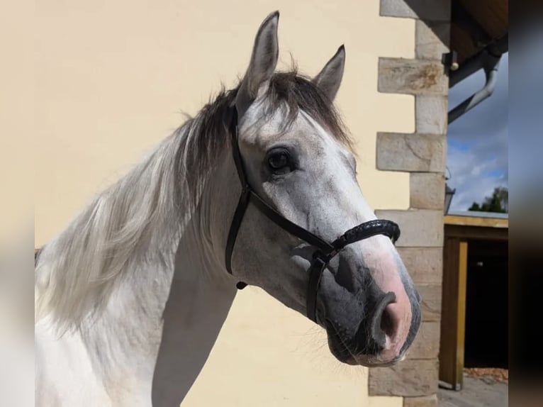 Azteca Caballo castrado 5 años 157 cm Grullo in Melle