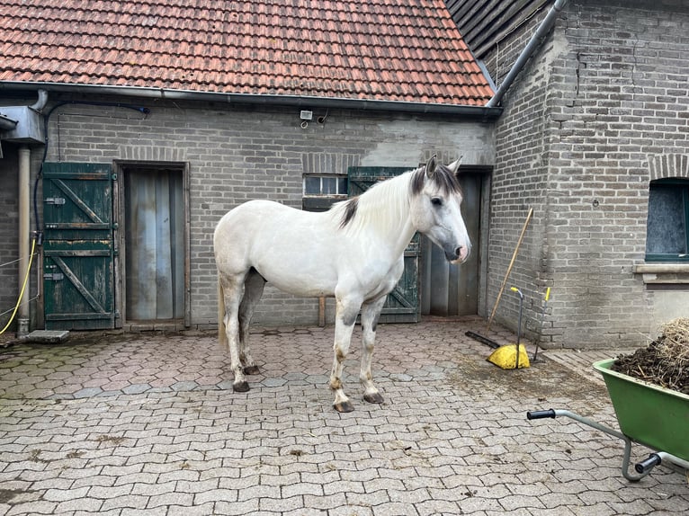 Azteca Caballo castrado 5 años 157 cm Grullo in Melle