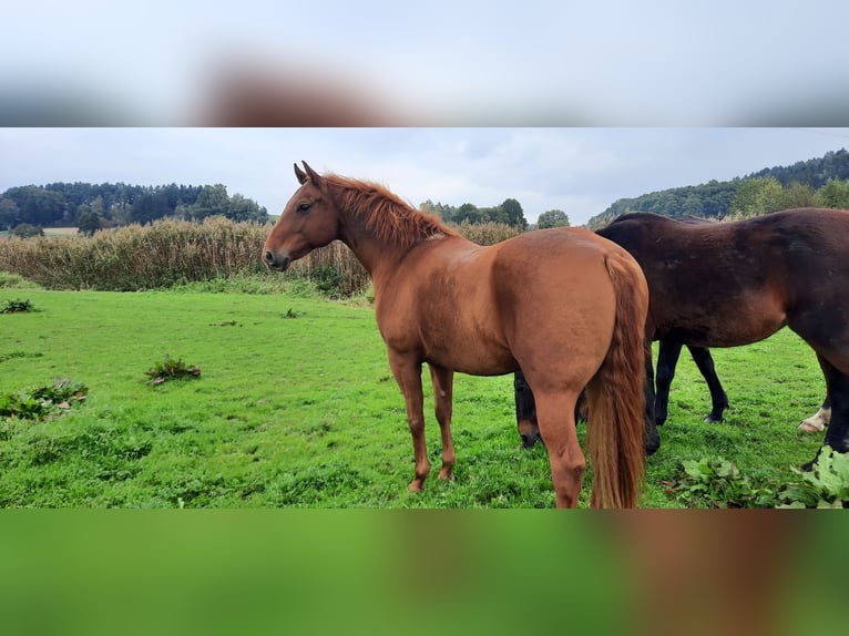 Azteca Caballo castrado 7 años 156 cm Alazán in Rottenburg an der Laaber