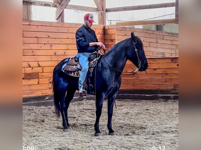 Azteca Caballo castrado 9 años 152 cm Ruano azulado in Bellingham MA