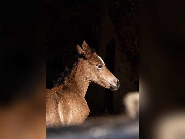 Azteca Caballo castrado Potro (01/2025) in Frontenaud