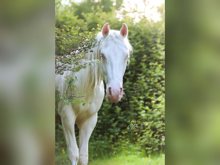 Azteca Castrone 3 Anni 155 cm Cremello in Haut-Ittre