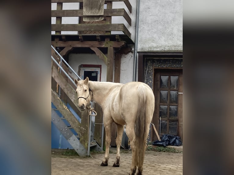 Azteca Castrone 4 Anni 160 cm Palomino in Stemwede