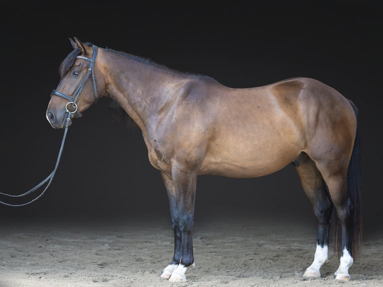 Azteca Castrone 4 Anni Baio ciliegia in Michigan City