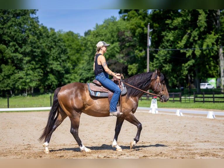Azteca Castrone 4 Anni Baio ciliegia in Michigan City