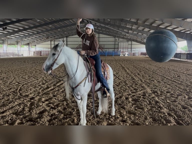 Azteca Castrone 7 Anni Grigio in Ponder