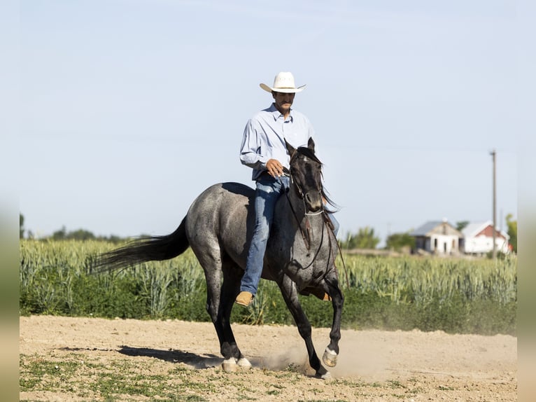 Azteca Castrone 9 Anni 150 cm Roano blu in Caldwell, ID