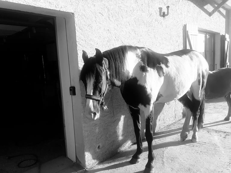 Azteca Castrone 9 Anni 155 cm Overo-tutti i colori in Le chateley
