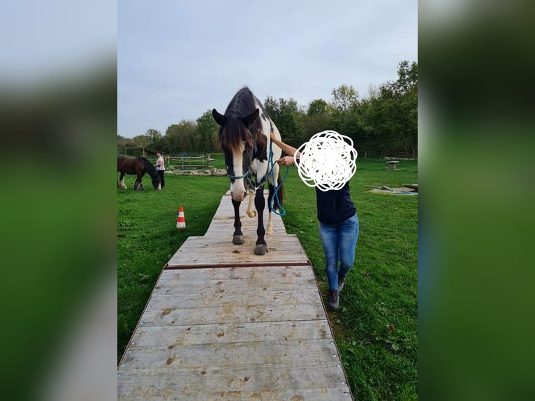 Azteca Castrone 9 Anni 155 cm Overo-tutti i colori in Le chateley