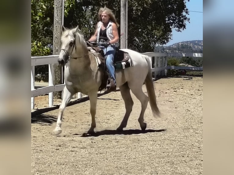 Azteca Gelding 10 years 16,1 hh Grey-Fleabitten in Grass Valley CA