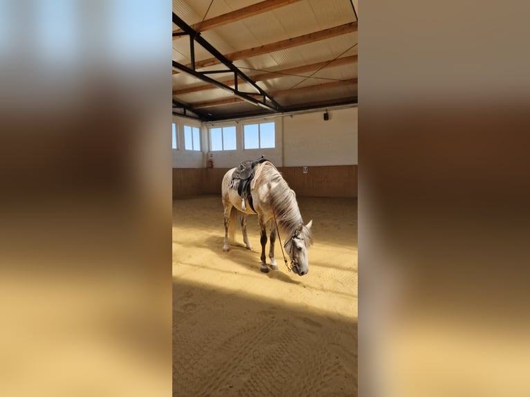 Azteca Gelding 11 years Grey in Dugo Selo