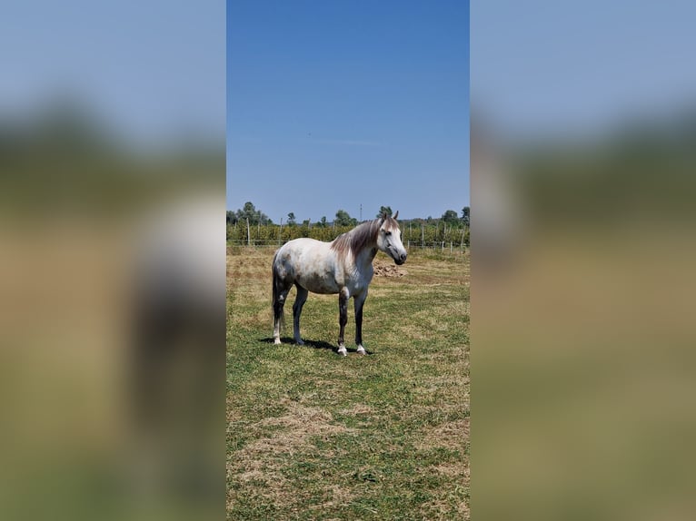 Azteca Gelding 11 years Grey in Dugo Selo