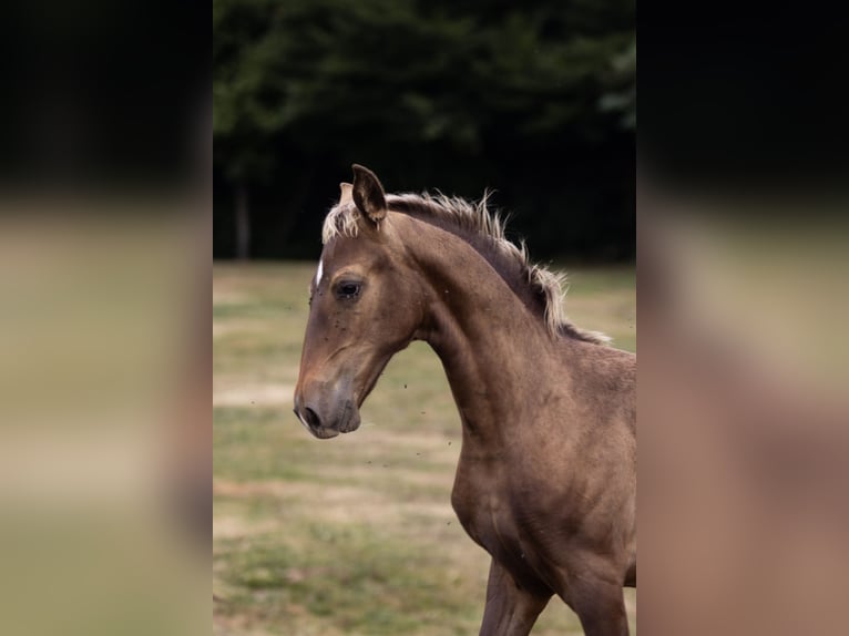 Azteca Gelding 1 year in Frontenaud