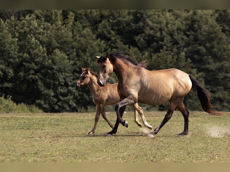 Azteca Gelding 1 year in Frontenaud