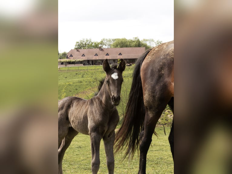 Azteca Gelding 1 year in Frontenaud