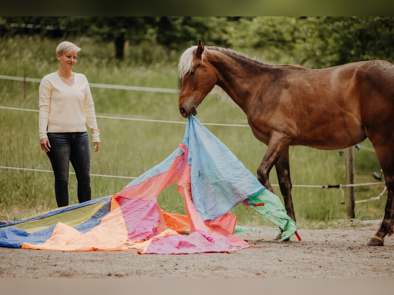Azteca Gelding 3 years 14.1 hh  in Winnenden