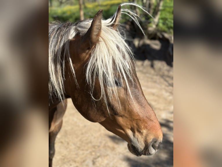Azteca Gelding 3 years 14.1 hh  in Winnenden