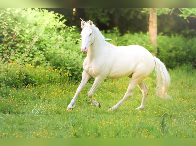 Azteca Gelding 3 years 15.1 hh Cremello in Haut-Ittre