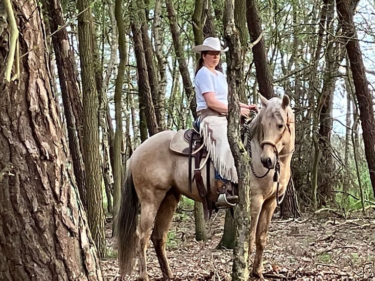 Azteca Gelding 4 years 15,2 hh Palomino in Stemwede