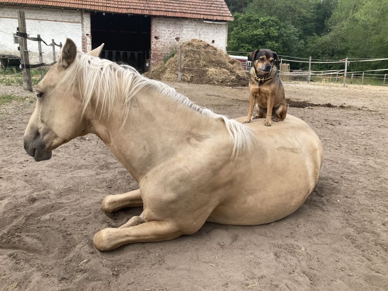 Azteca Gelding 4 years 15,2 hh Palomino in Stemwede