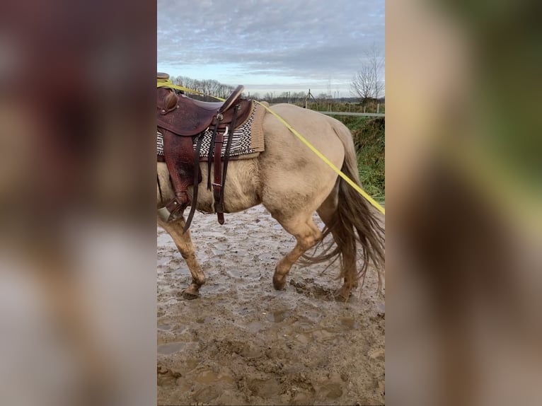 Azteca Gelding 4 years 15,2 hh Palomino in Stemwede