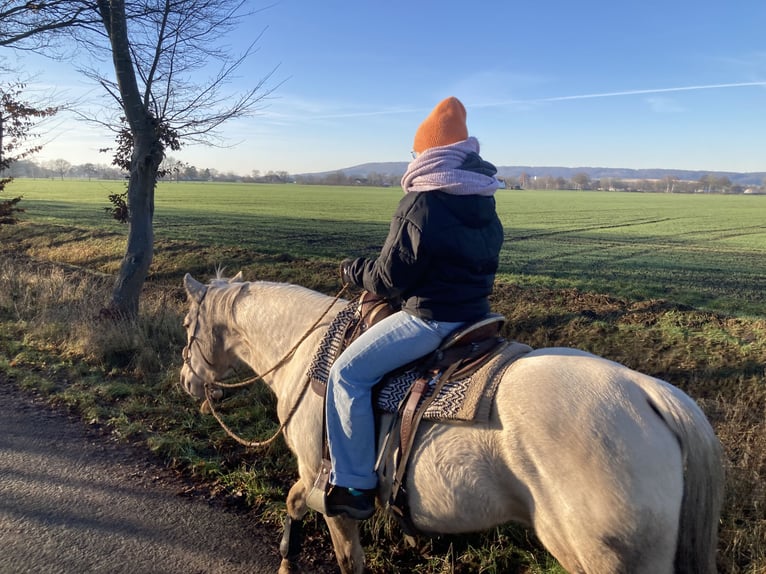 Azteca Gelding 4 years 15,2 hh Palomino in Stemwede