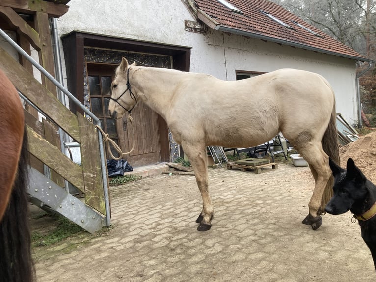 Azteca Gelding 4 years 15,2 hh Palomino in Stemwede