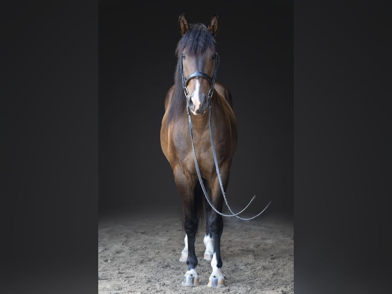 Azteca Gelding 4 years Bay in Michigan City