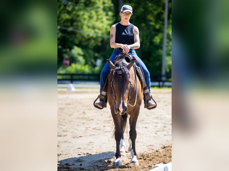 Azteca Gelding 4 years Bay in Michigan City