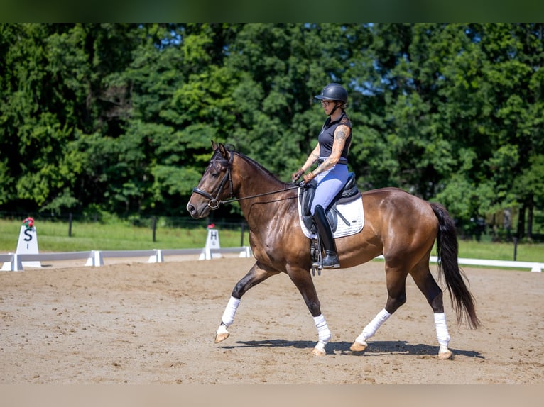 Azteca Gelding 4 years Bay in Michigan City