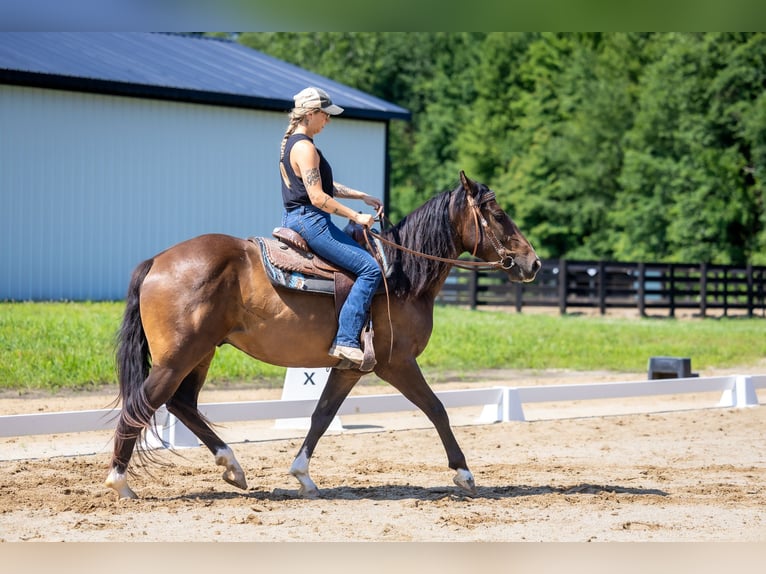 Azteca Gelding 4 years Bay in Michigan City