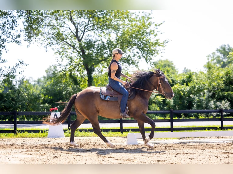 Azteca Gelding 4 years Bay in Michigan City