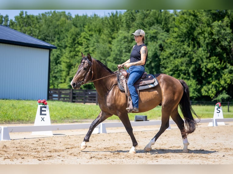 Azteca Gelding 4 years Bay in Michigan City