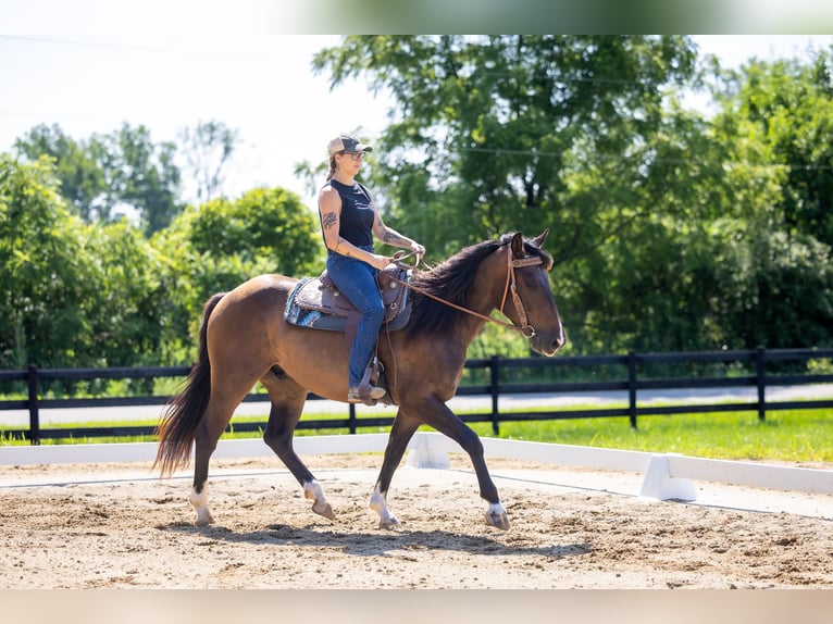 Azteca Gelding 4 years Bay in Michigan City