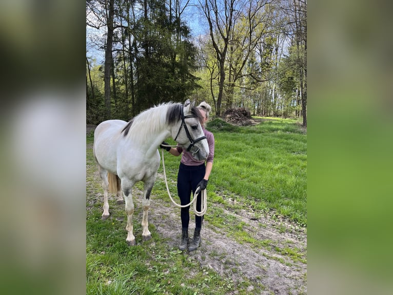 Azteca Gelding 5 years 15,1 hh Grullo in Melle