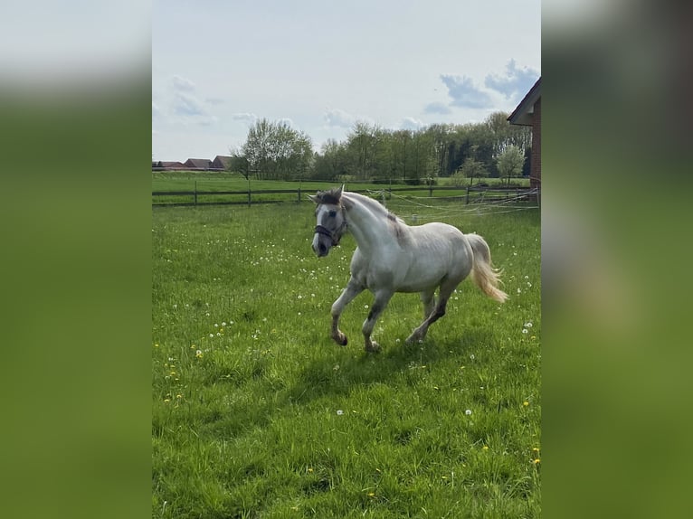 Azteca Gelding 5 years 15,1 hh Grullo in Melle