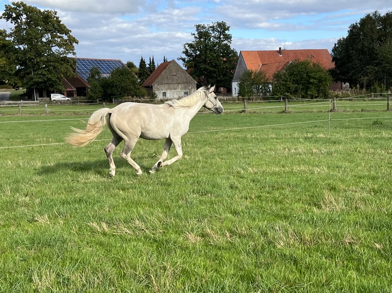 Azteca Gelding 5 years 15,1 hh Grullo in Melle