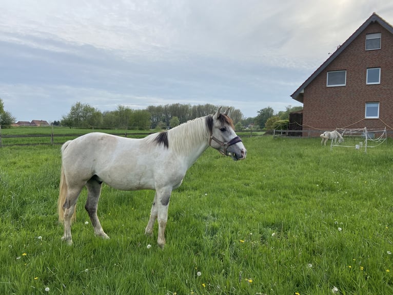 Azteca Gelding 5 years 15,1 hh Grullo in Melle