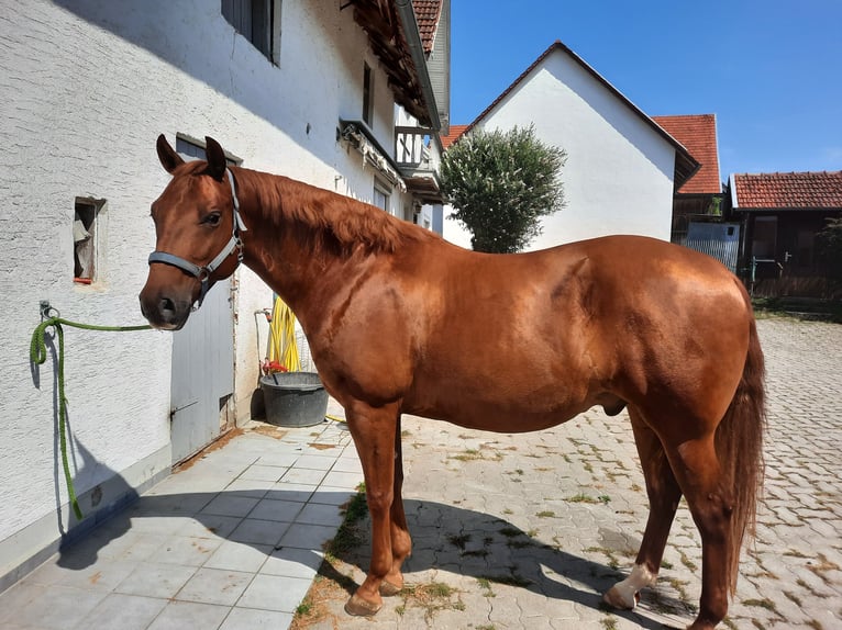 Azteca Gelding 7 years 15.1 hh Chestnut-Red in Rottenburg an der Laaber