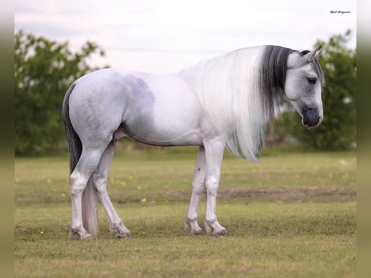 Azteca Gelding 7 years Grey in Ponder