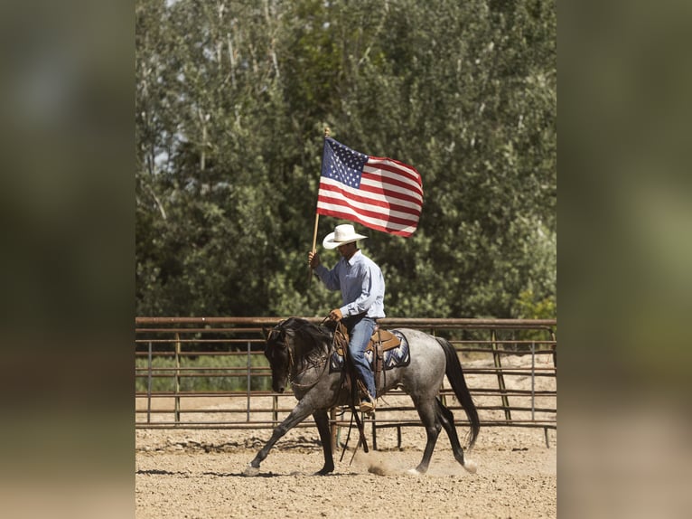 Azteca Gelding 9 years 14,3 hh Roan-Blue in Caldwell, ID