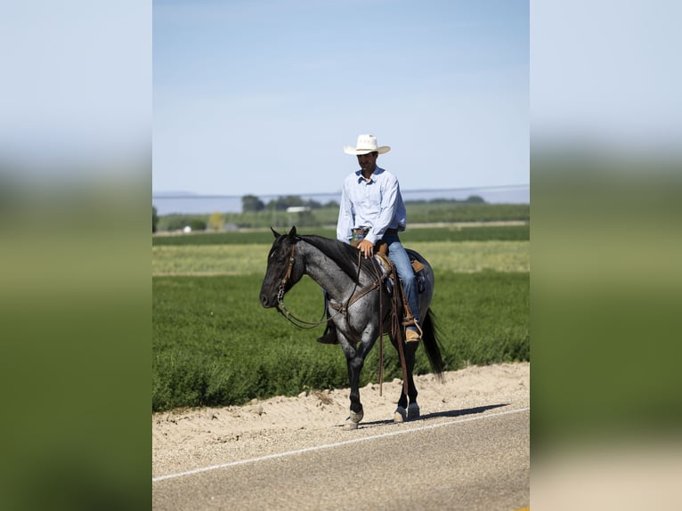 Azteca Gelding 9 years 14,3 hh Roan-Blue in Caldwell, ID