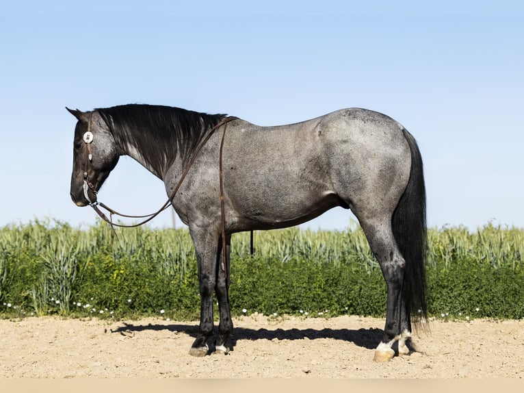 Azteca Gelding 9 years 14,3 hh Roan-Blue in Caldwell, ID