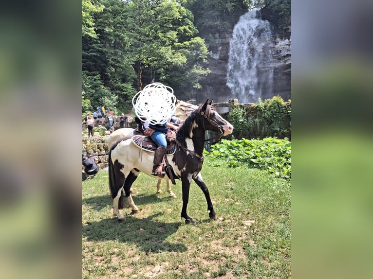 Azteca Gelding 9 years 15.1 hh Overo-all-colors in Le chateley