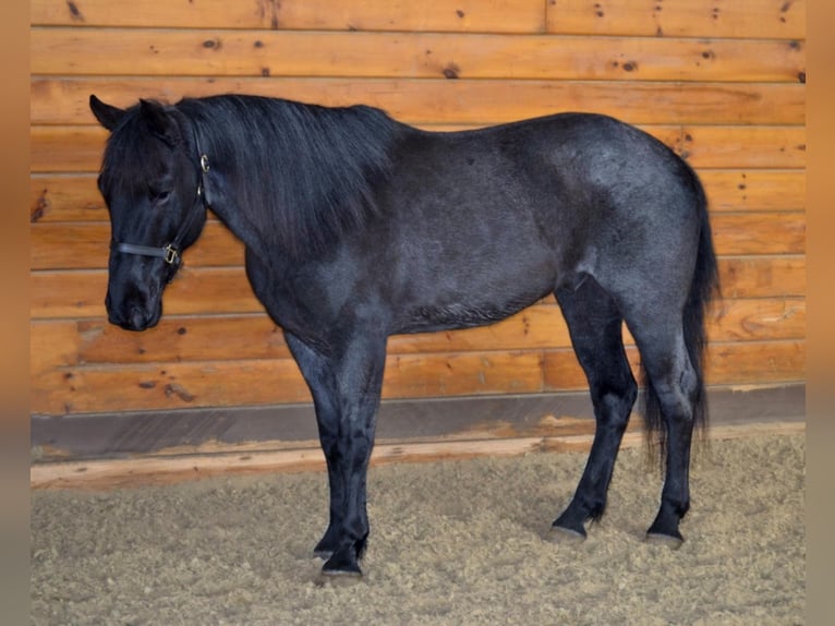 Azteca Gelding 9 years 15 hh Roan-Blue in Bellingham MA