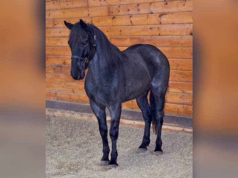 Azteca Gelding 9 years 15 hh Roan-Blue in Bellingham MA