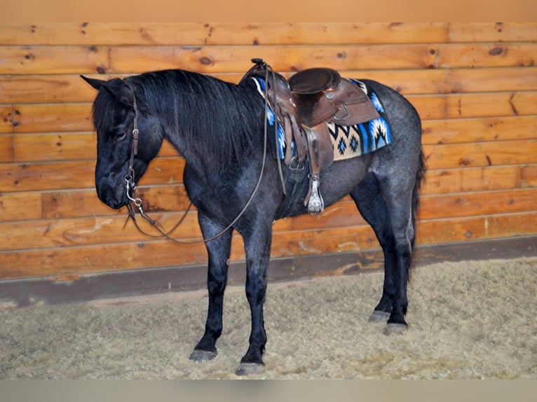 Azteca Gelding 9 years 15 hh Roan-Blue in Bellingham MA